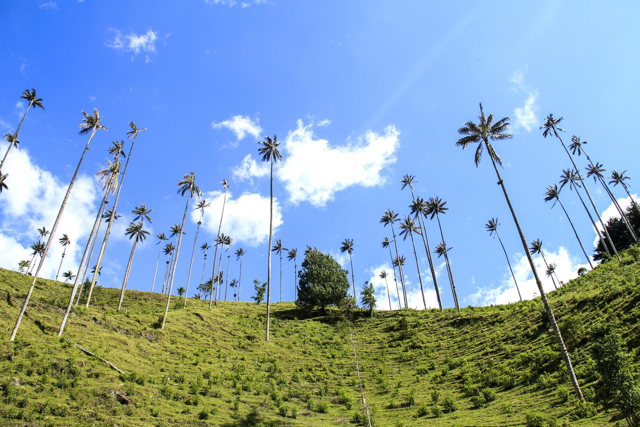 Pensjonat Palmas De Cocora Salento Zewnętrze zdjęcie